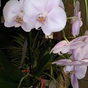 Meet your Posher, Sandy